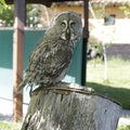 Great gray owl (Strix nebulosa) Royalty Free Stock Photo