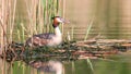 Great grebe sits on a nest in spring