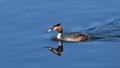 Great grebe swimming on the lake with fish in its beak Royalty Free Stock Photo
