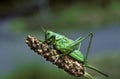 Great Green Brush Cricket, tettigonia viridissima Royalty Free Stock Photo