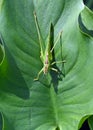 Great Green Bush Cricket or as its also known the long horned grass hopper