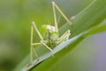 Great Green Bush-Cricket closeup Royalty Free Stock Photo