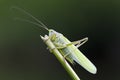 Great Green Bush-Cricket closeup Royalty Free Stock Photo