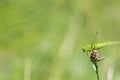 Great Green Bush-Cricket on flower