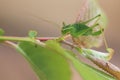Great green bush cricket Royalty Free Stock Photo