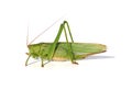 The great green bush-cricket isolated on white. Tettigonia viridissima Royalty Free Stock Photo