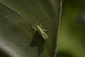 Great green bush cricket larva, Tettigonia viridissima in the wild hiding on a large leaf in a garden on cyprus. Royalty Free Stock Photo