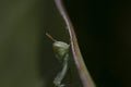 Great green bush cricket larva, Tettigonia viridissima in the wild hiding on a large leaf in a garden on cyprus. Royalty Free Stock Photo