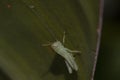 Great green bush cricket larva, Tettigonia viridissima in the wild hiding on a large leaf in a garden on cyprus. Royalty Free Stock Photo