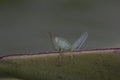 Great green bush cricket larva, Tettigonia viridissima in the wild hiding on a large leaf in a garden on cyprus. Royalty Free Stock Photo