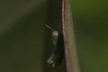 Great green bush cricket larva, Tettigonia viridissima in the wild hiding on a large leaf in a garden on cyprus. Royalty Free Stock Photo