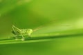 Great green bush-cricket Royalty Free Stock Photo