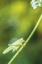 Great Green Bush-cricket male, Tettigonia viridissima Royalty Free Stock Photo