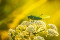 Great Green Bush-cricket male, Tettigonia viridissima Royalty Free Stock Photo