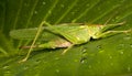 Great green bush-cricket / Tettigonia viridissima Royalty Free Stock Photo