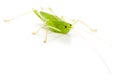 Great Green Bush-Cricket (Tettigonia viridissima) Royalty Free Stock Photo