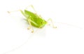 Great Green Bush-Cricket Royalty Free Stock Photo