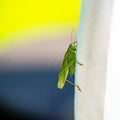 Great green bush cricket - Tettigonia viridissima - against colorful background. Mostly green insect lives in bushes or trees. Royalty Free Stock Photo