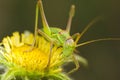 Great Green Bush-cricket (Tettigonia viridissima) Royalty Free Stock Photo