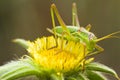 Great Green Bush-cricket (Tettigonia viridissima)