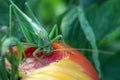 Great Green Bush-cricket - Tettigonia viridissima eating a tomato in the garden. Royalty Free Stock Photo