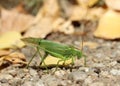 Great green bush-cricket Tettigonia viridissima female laying eggs Royalty Free Stock Photo