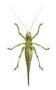 Great green bush-cricket, Tettigonia viridissima Royalty Free Stock Photo