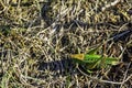 Great green bush-cricket - large species of katydid Royalty Free Stock Photo