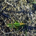 Great green bush-cricket - large species of katydid Royalty Free Stock Photo