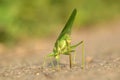 Great Green Bush Cricket (Tettigonia Viridissima) Royalty Free Stock Photo