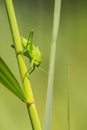 Great Green Bush-cricket, Tettigonia viridissima Royalty Free Stock Photo