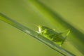 Great Green Bush-cricket, Tettigonia viridissima Royalty Free Stock Photo