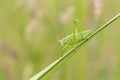 Great Green Bush-cricket, Tettigonia viridissima Royalty Free Stock Photo