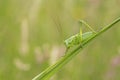 Great Green Bush-cricket, Tettigonia viridissima Royalty Free Stock Photo