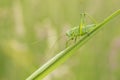 Great Green Bush-cricket, Tettigonia viridissima Royalty Free Stock Photo