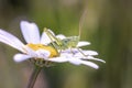 Great green bush cricket - Tettigonia viridissima - with marguerite Royalty Free Stock Photo