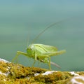 Great green bush-cricket (tettigonia viridissima) Royalty Free Stock Photo