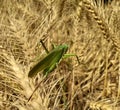 Great Green Bush-Cricket or tettigonia viridissima sitting on spikes wheat crop in sun light. Royalty Free Stock Photo