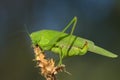 Great green bushcricket / Tettigonia Viridissima Royalty Free Stock Photo