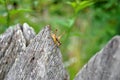 Great green cricket on wooden surface