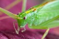 Great green grasshopper on red leave, macro photo Royalty Free Stock Photo