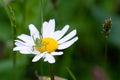 Great green grasshopper Tettigonia viridissima. White flower Leucanthemum Royalty Free Stock Photo