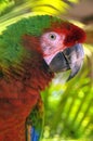 The Great Green Macaw