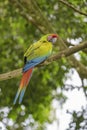 Great Green Macaw - Ara ambigua Royalty Free Stock Photo