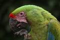 Great green macaw (Ara ambiguus).