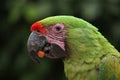 Great green macaw (Ara ambiguus).