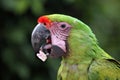 Great green macaw (Ara ambiguus).