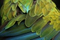 Great green macaw (Ara ambiguus) plumage texture. Royalty Free Stock Photo