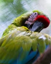 Great green macaw