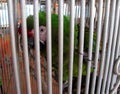 Great Green Macaw in a cage Royalty Free Stock Photo